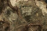 Triassic Petrified Wood (Woodworthia) Round - Zimbabwe #334142-1